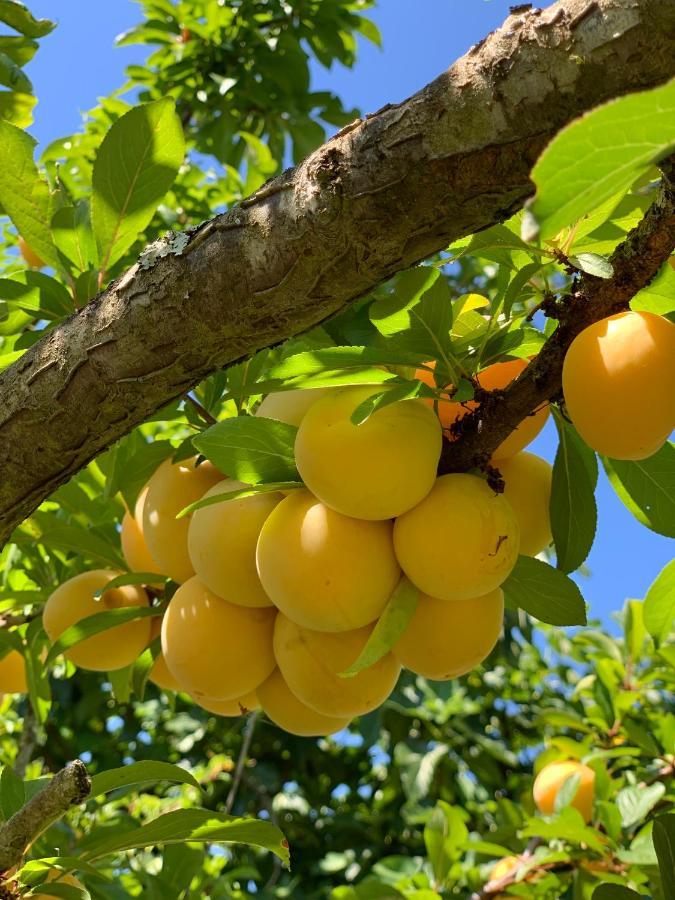 Quinta Dos Girassois Fz Διαμέρισμα Ferreira do Zêzere Εξωτερικό φωτογραφία